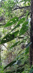 Monstera siltepecana