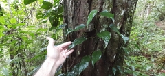 Monstera siltepecana