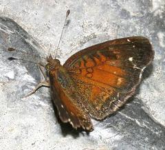 Anthanassa argentea