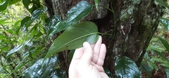Monstera siltepecana