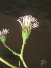 Palafoxia lindenii