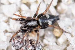 Sergiolus columbianus