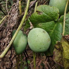 Passiflora adenopoda