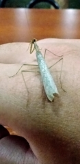 Thespidae