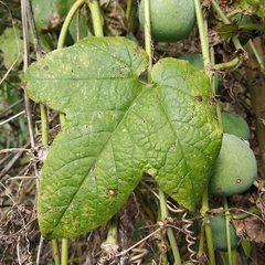 Passiflora adenopoda