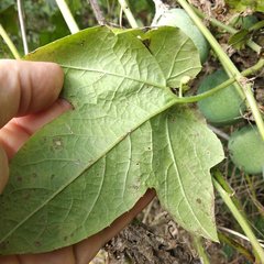 Passiflora adenopoda