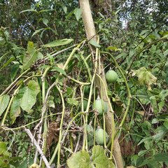 Passiflora adenopoda