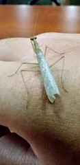 Thespidae