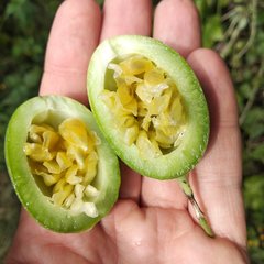 Passiflora adenopoda
