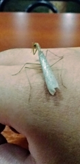 Thespidae