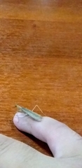 Thespidae