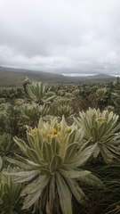 Espeletia pycnophylla