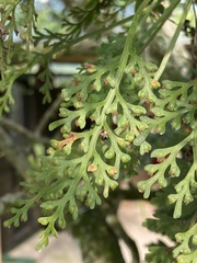 Asplenium theciferum