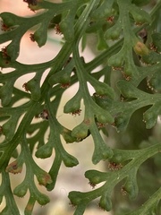 Asplenium theciferum
