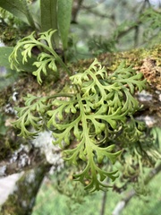 Asplenium theciferum