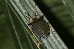 Peromatus