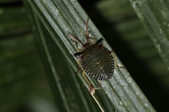 Peromatus