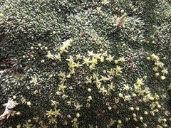 Azorella monantha