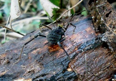 Geraeocormobius sylvarum