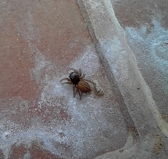 Euophrys melanoleuca