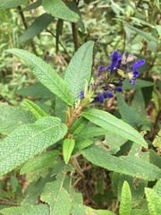 Salvia corrugata