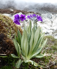Primula macrophylla