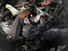 Sceloporus parvus