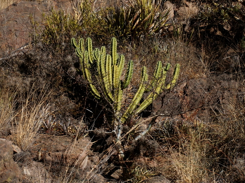 Myrtillocactus geometrizans