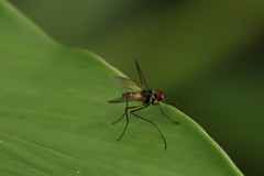 Cholomyia