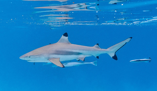 Blacktip Reef Shark, photo 6 of 9