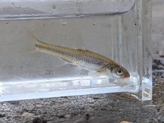 Notropis dorsalis