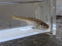 Notropis dorsalis