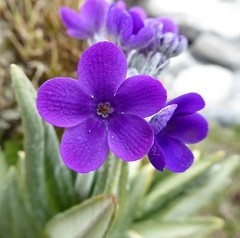 Primula macrophylla
