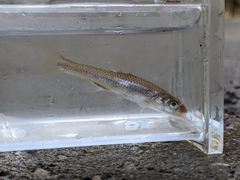 Notropis dorsalis
