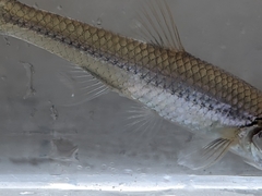 Notropis dorsalis