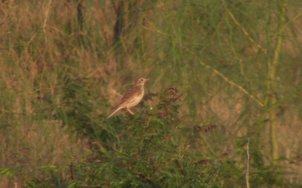 Pampas Pipit photo