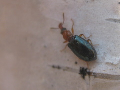 Salpingus ruficollis