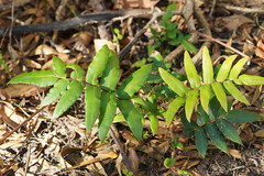 Blechnum wattsii