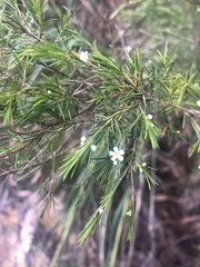 Baeckea linifolia