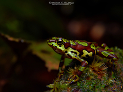 Atelopus spurrelli