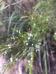 Baeckea linifolia