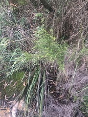 Baeckea linifolia