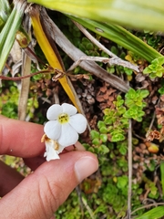 Ourisia caespitosa
