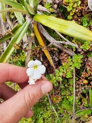 Ourisia caespitosa
