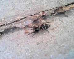 Latonigena