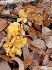 Hypholoma subviride