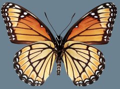 Limenitis archippus lahontani