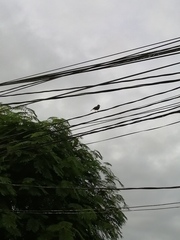 Turdus grayi