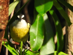 Coereba flaveola caboti