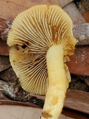 Hypholoma subviride